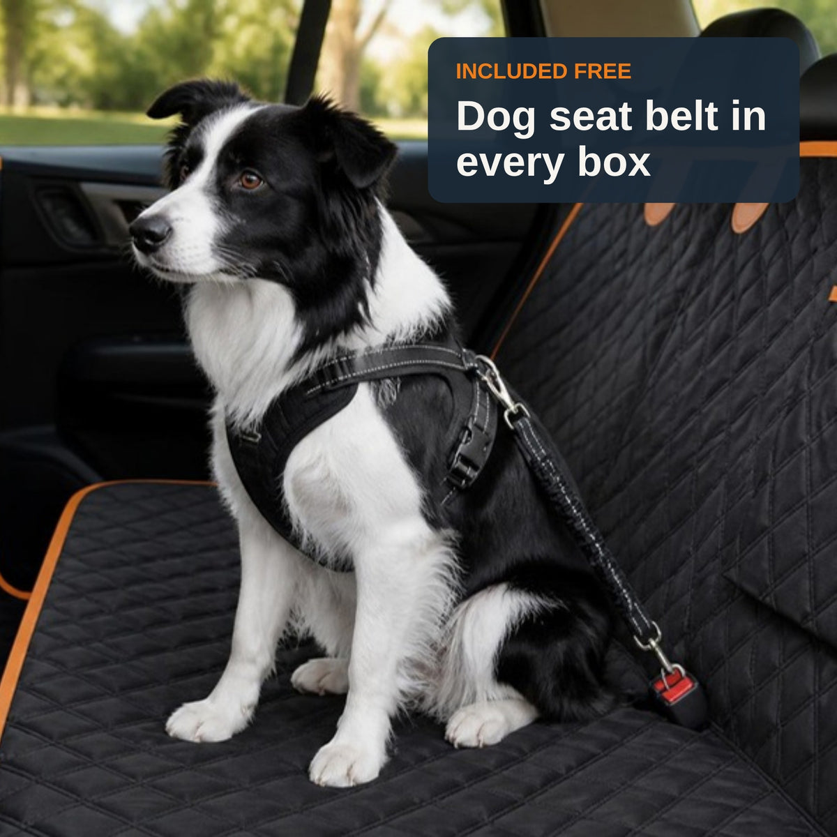 Included free: dog seat belt in every box. Border collie clipped in with the TrekFold seat belt tether